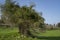 An Old Almond Tree Covered by a Climbing Plant