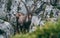 Old alpine capricorn Steinbock Capra ibex standing on rock looking at camera, brienzer rothorn switzerland alps