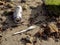 Old aluminum beer can and plastic fork on a sandy beach, ecology issue and problem