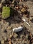 Old aluminum soft-drink can and plastic fork on a sandy beach, ecology issue and problem