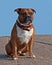 Old American stafforshire terrier male in close-up sitting