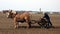 An old amish farmer seeding his fields