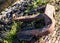 Old anchor on sea coast, large rusty heavy anchor