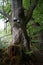 Old ancient moss grown alder tree with Polypore and feeding damage at the bark.