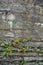 Old ancient stone wall texture with fern plants