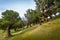 Old angled trees of Fanal virgin forest, Madeira island