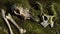 Old animal bones in a forest on a stump