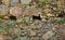 Old anticient stone wall from rough rocks with moss and wild plants of weeds, background, texture