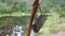 Old Antique Radio in a Leather Case Weighs on a Tree Branch in Forest in Nature