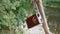 Old Antique Radio in a Leather Case Weighs on a Tree Branch in Forest in Nature