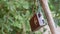 Old Antique Radio in a Leather Case Weighs on a Tree Green Branch on Nature