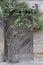 An old, antique wooden door overgrown with roses