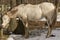 Old Appaloosa Horse Sleeping In Sunshine