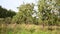 Old apple orchard with apples. Video panorama