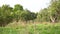 Old apple orchard with apples. Video panorama