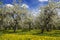 Old apple orchard blooms in spring