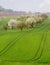 Old apple orchard by vines in Castell Germany