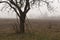 Old apple tree and fog.