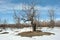 Old apple tree without leaves on snowy meadow with bushes, winter landscape, blue sky