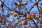 An old apple tree with overripe, forgotten apples in autumn, without leaves