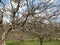 Old Apple trees covered with lichen