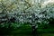 Old appletree with apple blossom of an old apple sort