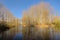 Old arm of Scheldt river and bare forest in the Flemish countryside