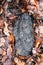 Old artist's shelf fungus lying on the ground in autumn suddounded by foliage