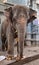 Old Asian elephant parading for tourists