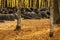 Old automobile tyre thrown out in a forest