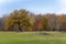 Old autumn colored and knotty oak tree