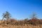 Old autumn field under the moon and blue sky