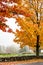 Old autumn maple tree with yellow-red foliage at the edge of a stone hedge in foggy weather