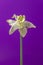 Old bachelor concept. Yellowed daffodil on purple background.