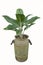 Old baked clay pot of aglaonema tree