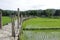 Old bamboo bridge in paddy rice green field