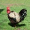An old Banat naked neck rooster is standing in a farmyard with its sumptuous feathers.