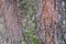 Old banyan tree skin covered with moss during wet season in Asia