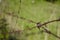 An old barbed wire on the abandoned territory