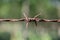 Old barbed wire and rust and green background