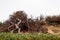 Old bare tree with branches climbing up rocky rough sandstone hillside with iceplant succulent in foreground