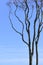 Old bare tree with curved branches against the blue sky, copy space