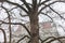 An old bare tree in front of an old building on a foggy november morning