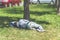 Old barefoot homeless or refugee man sleeping on the grass in the city park using his travel bag as pillow, social documentary str