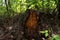 Old bark beetle eaten stump in the green forest