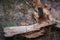 An old bark-free log has been corroded by bark beetles. Tree structure Unique ornament on the log.