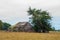 Old Barn Cypress Tree