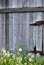 Old Barn Door And Flowers