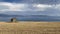 Old barn on the empty field after harvesting before storm.