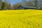 Old Barn and Field of Yellow Wildflowers